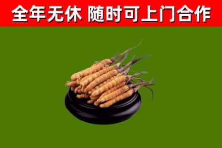 永丰县回收冬虫夏草
