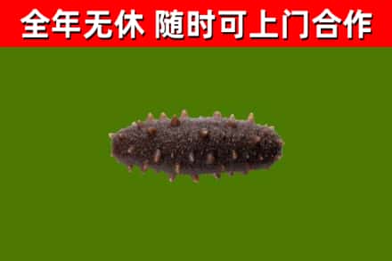 永丰县回收海参干